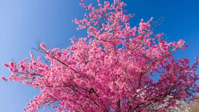 晴朗天空背景上雄伟的粉红色樱花