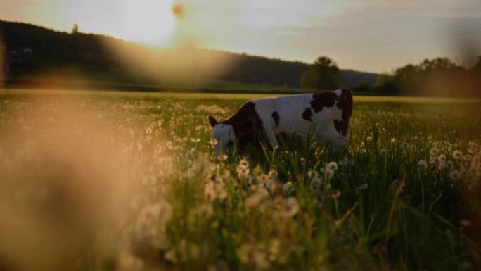 在阳光明媚的日子里，小牛在田野里吃草