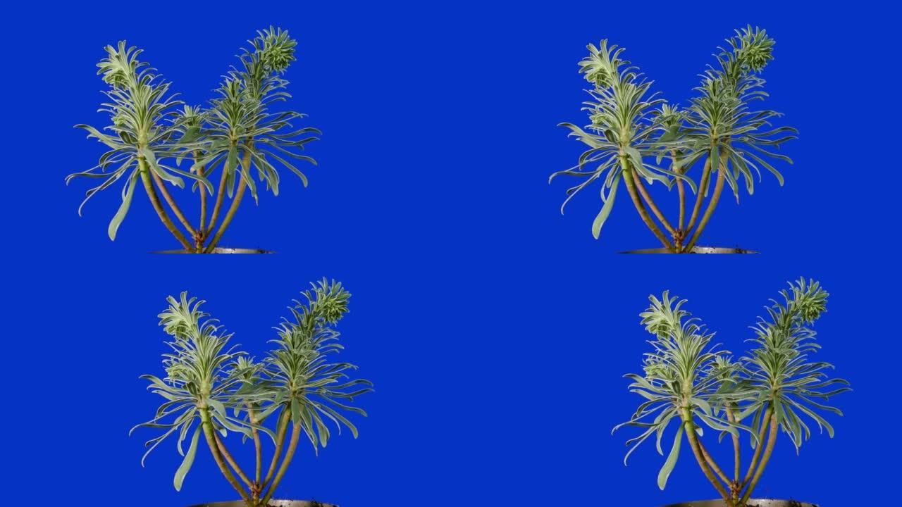 蓝屏上的异国植物移动镜头