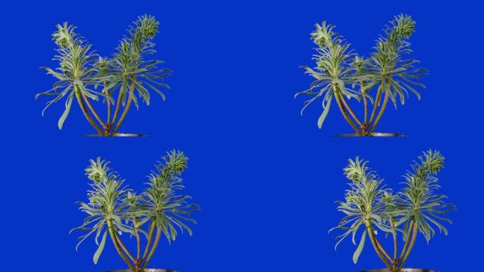 蓝屏上的异国植物移动镜头