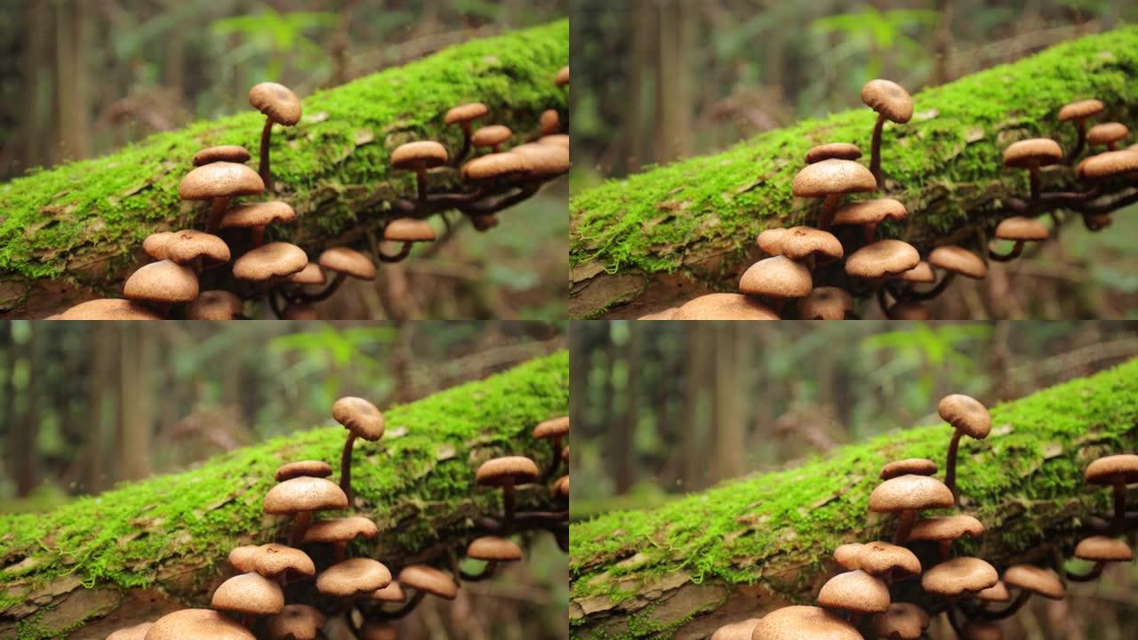 龋科树枝上的蘑菇龋科树枝上的蘑菇原始森林