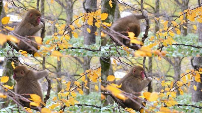 猴子生活在天然森林中