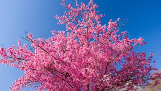 晴朗天空背景上的粉红色樱花