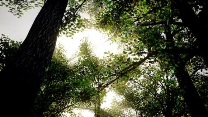 在美丽的森林中，在大橡树下通过，阳光穿透了树冠