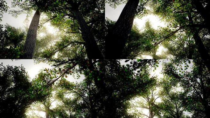 在美丽的森林中，在大橡树下通过，阳光穿透了树冠