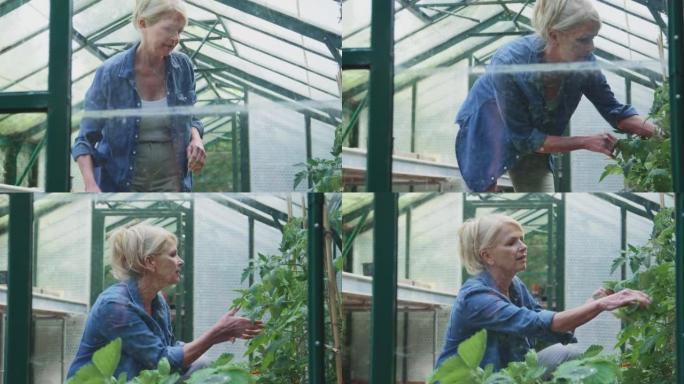 成熟的女人在家里的温室里浇水可以园艺-慢动作拍摄