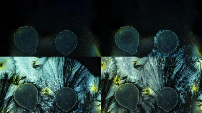 食物色素的晶体在显微镜下看起来像羽毛