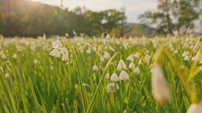 克尔卡国家公园田野上生长的雪花花，从低角度观看