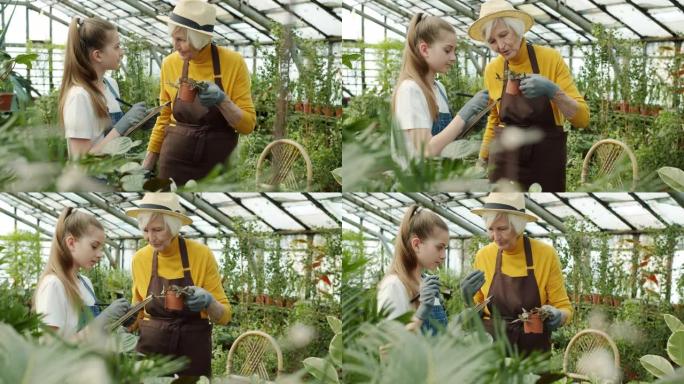 高级女温室主人的慢动作检查植物，而女孙女做笔记