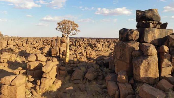非洲阳光明媚的纳米比亚沙漠中的WS颤抖的树和岩石