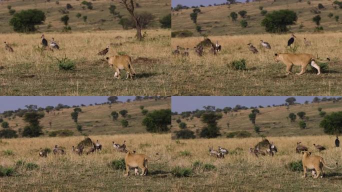 缓慢的moiton幼狮幼狮在非洲大草原上缠着秃鹰