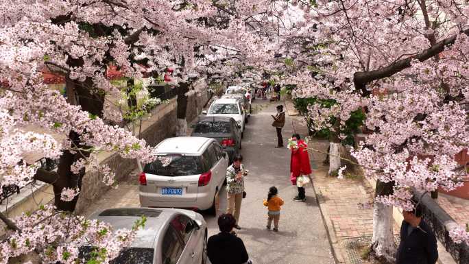 青岛春天樱花三明南路