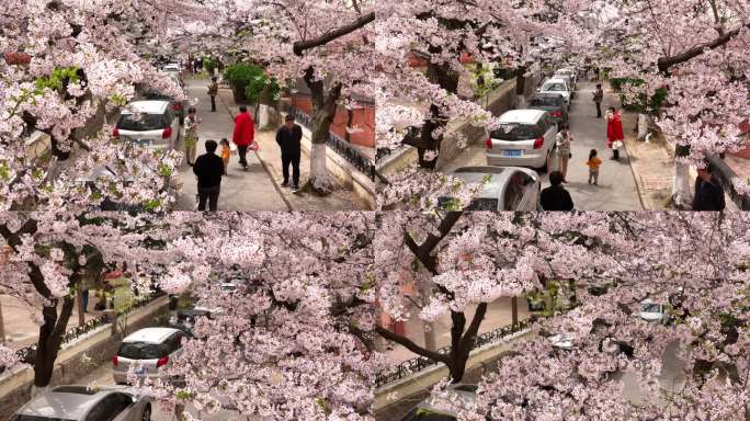 青岛春天樱花三明南路