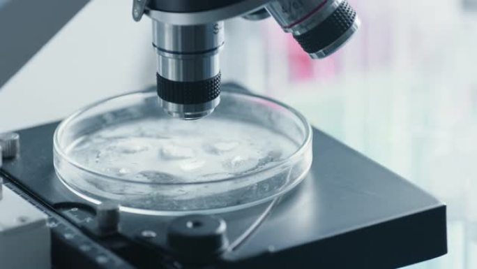 科学家将带有转基因样品的培养皿放在显微镜下的特写镜头。微生物学家在现代实验室中从微量移液管向混合物中