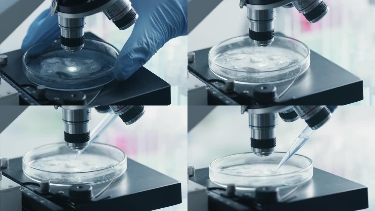科学家将带有转基因样品的培养皿放在显微镜下的特写镜头。微生物学家在现代实验室中从微量移液管向混合物中