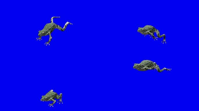 在蓝箱上快速运行绿色青蛙。动物的概念，野生动物，游戏，返校，3d动画，短视频，电影，卡通，有机，色键