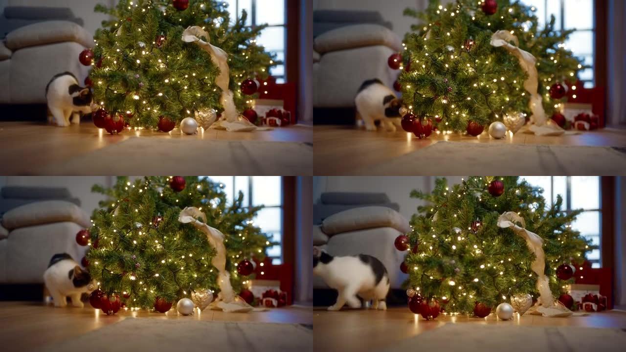 猫破坏了圣诞节。黑猫白猫萌猫可爱宠物逗猫