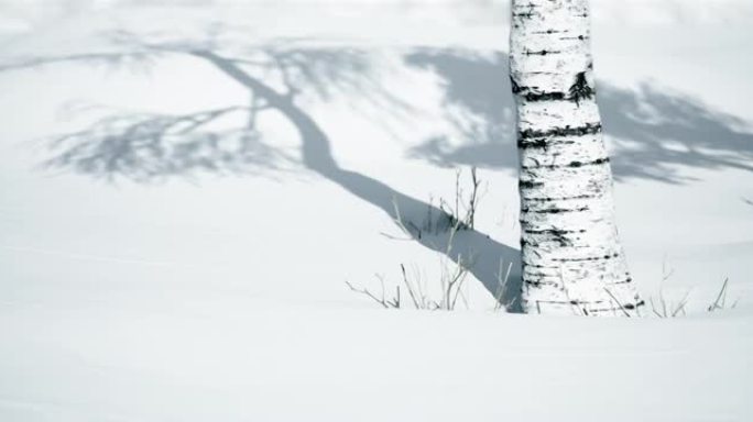 美丽的冬季风景。白桦树站在雪地上投下阴影。白桦树的自然背景