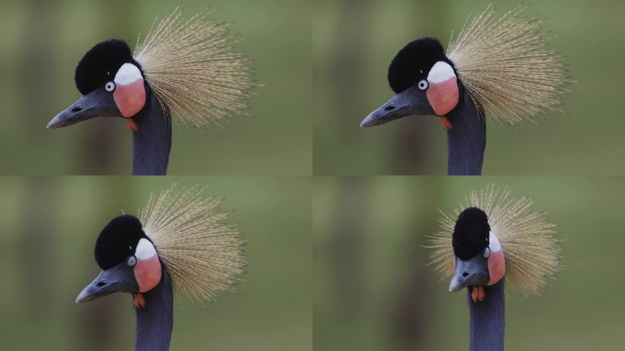 一幅惊人美丽的黑冠鹤看着相机的特写肖像