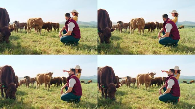 农民、家庭、女孩和父亲在农村交往，学习养牛和牲畜护理。可持续性，孩子和父母喜欢谈论动物，在大自然中放