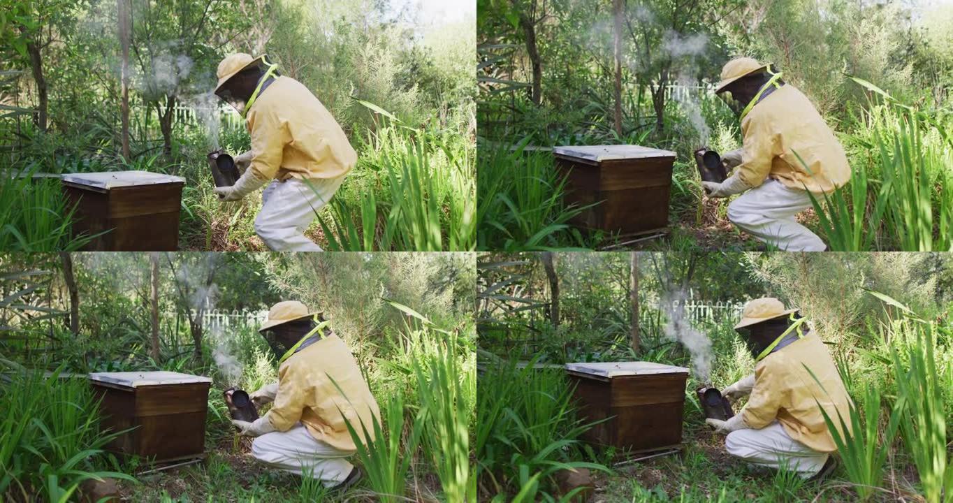 穿着防护服的高加索男性养蜂人使用吸烟者在蜂箱中镇定蜜蜂