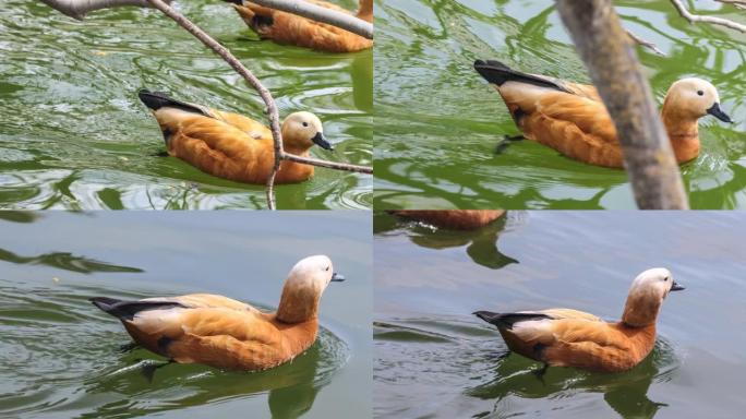 赤鸭在青藏高原的湖泊中游泳