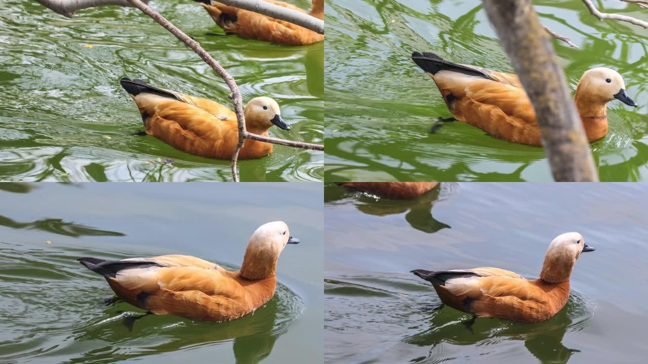 赤鸭在青藏高原的湖泊中游泳