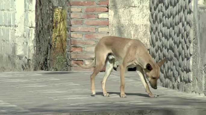 流浪小狗在阿根廷的棚户区行走。