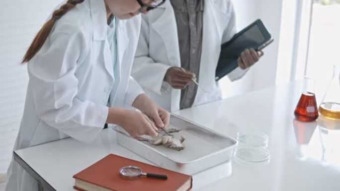 可爱的男孩和女孩准备在生物学实验室解剖青蛙