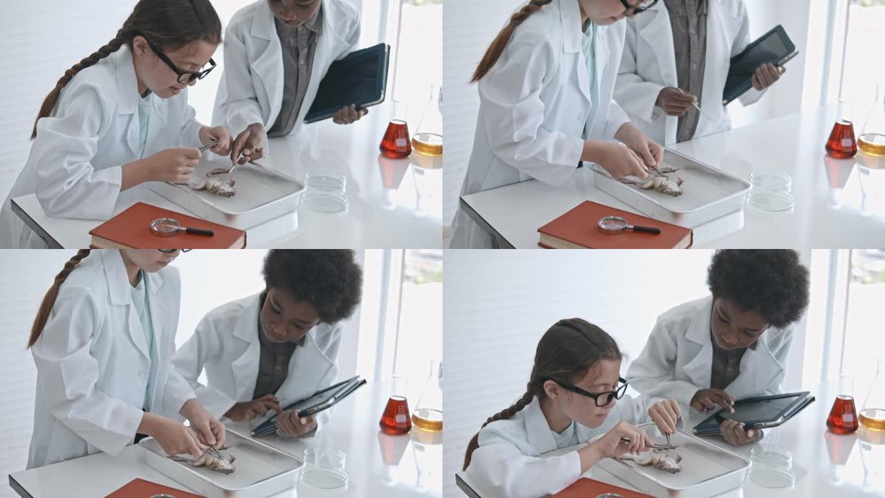 可爱的男孩和女孩准备在生物学实验室解剖青蛙