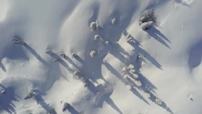 卡姆尼克-萨维尼亚阿尔卑斯山的无人驾驶针叶树