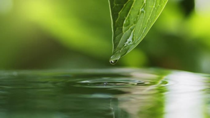 夏季小雨。水滴慢慢落下，从绿叶溅到湖面。绿水飞溅自然背景。雨滴落入池塘