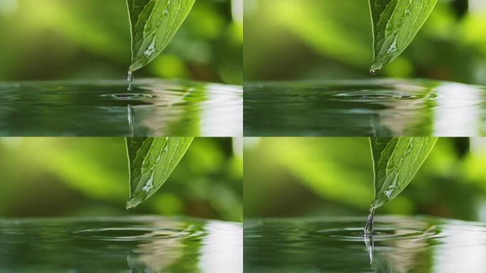 夏季小雨。水滴慢慢落下，从绿叶溅到湖面。绿水飞溅自然背景。雨滴落入池塘