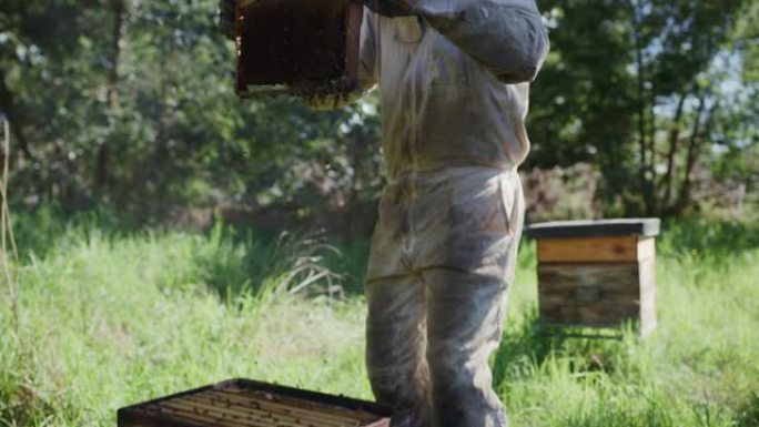 4k视频片段，一名无法识别的男性养蜂人在其养蜂场工作