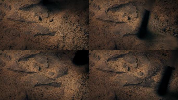 化石暴露用刷子清除沙子