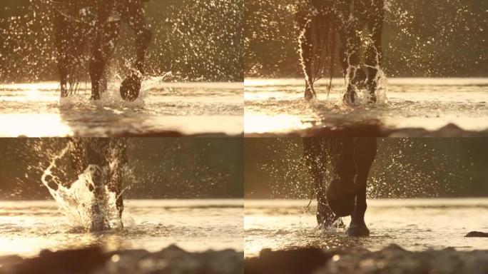 特写: 马沿着溪流行走，以从夏季傍晚的高温中降温。