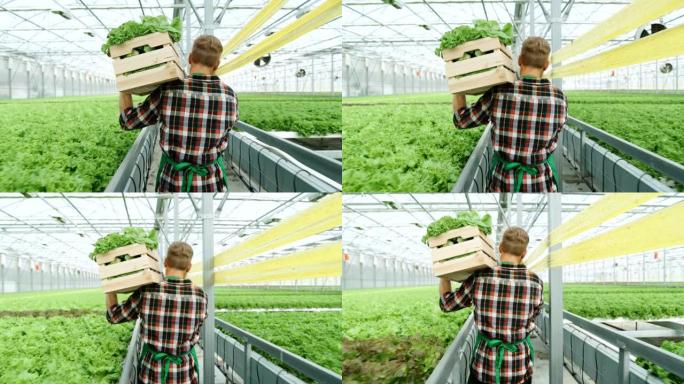 SLO MO园丁在温室中提着装满新鲜蔬菜的板条箱