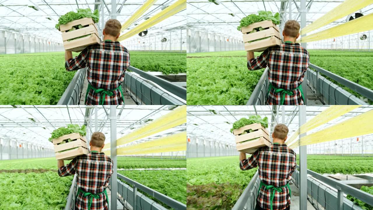 SLO MO园丁在温室中提着装满新鲜蔬菜的板条箱