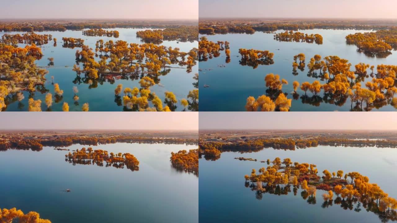 沙漠中隐藏着一大片湿地，到处是胡杨林