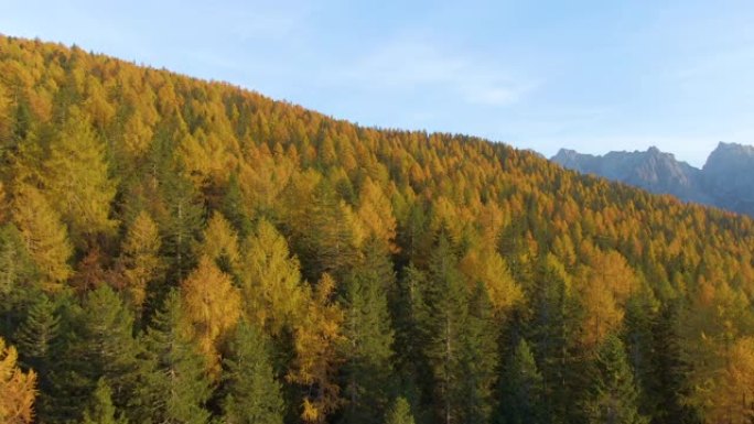 无人机: 秋天在意大利乡村的树林上空飞行，变色。