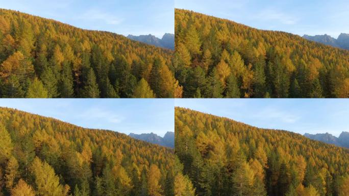 无人机: 秋天在意大利乡村的树林上空飞行，变色。
