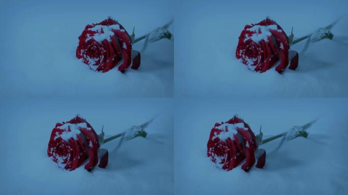 黄昏时在雪地里路过玫瑰