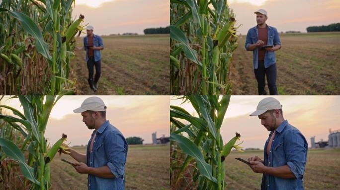 SLO MO Farmer在检查玉米植物时使用数字平板电脑