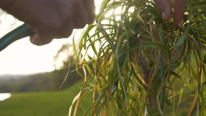 特写镜头，镜头耀斑人的手修剪茂密生长的马尾辫棕榈的干叶