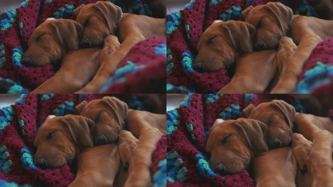 两只可爱的脊背小狗睡在家里的毯子上的4k视频片段