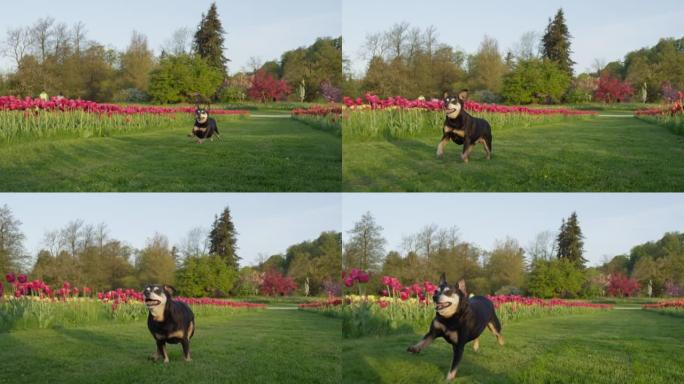 低角度: 快乐的微型pinscher沿着荷兰的郁金香田野奔跑。