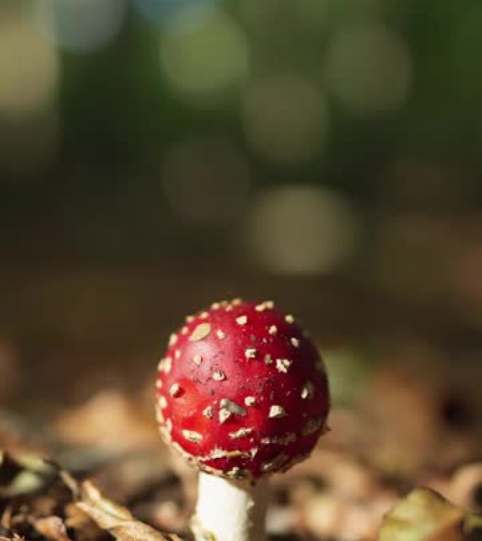 美丽的小红白苍蝇木耳蘑菇