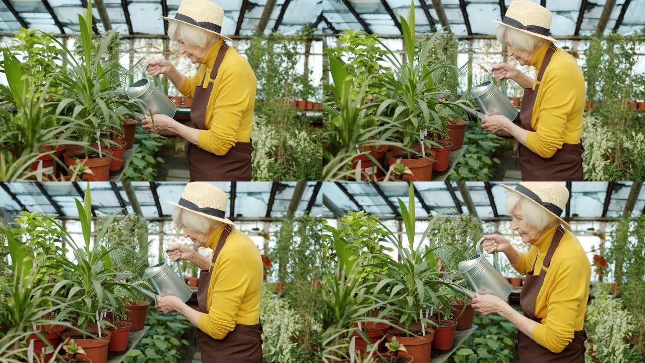 经验丰富的农民在温室中使用喷壶照顾植物的慢动作