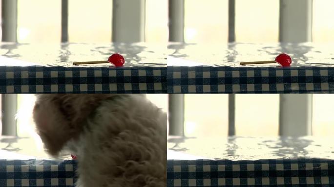 狗从桌子上偷糖果。关闭了。