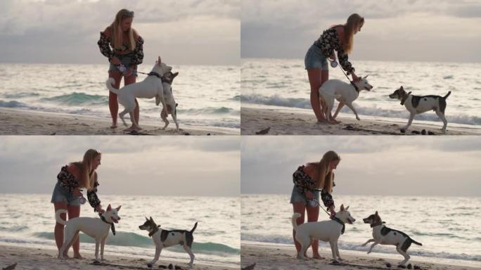 一只狗在海滩上与主人散步
